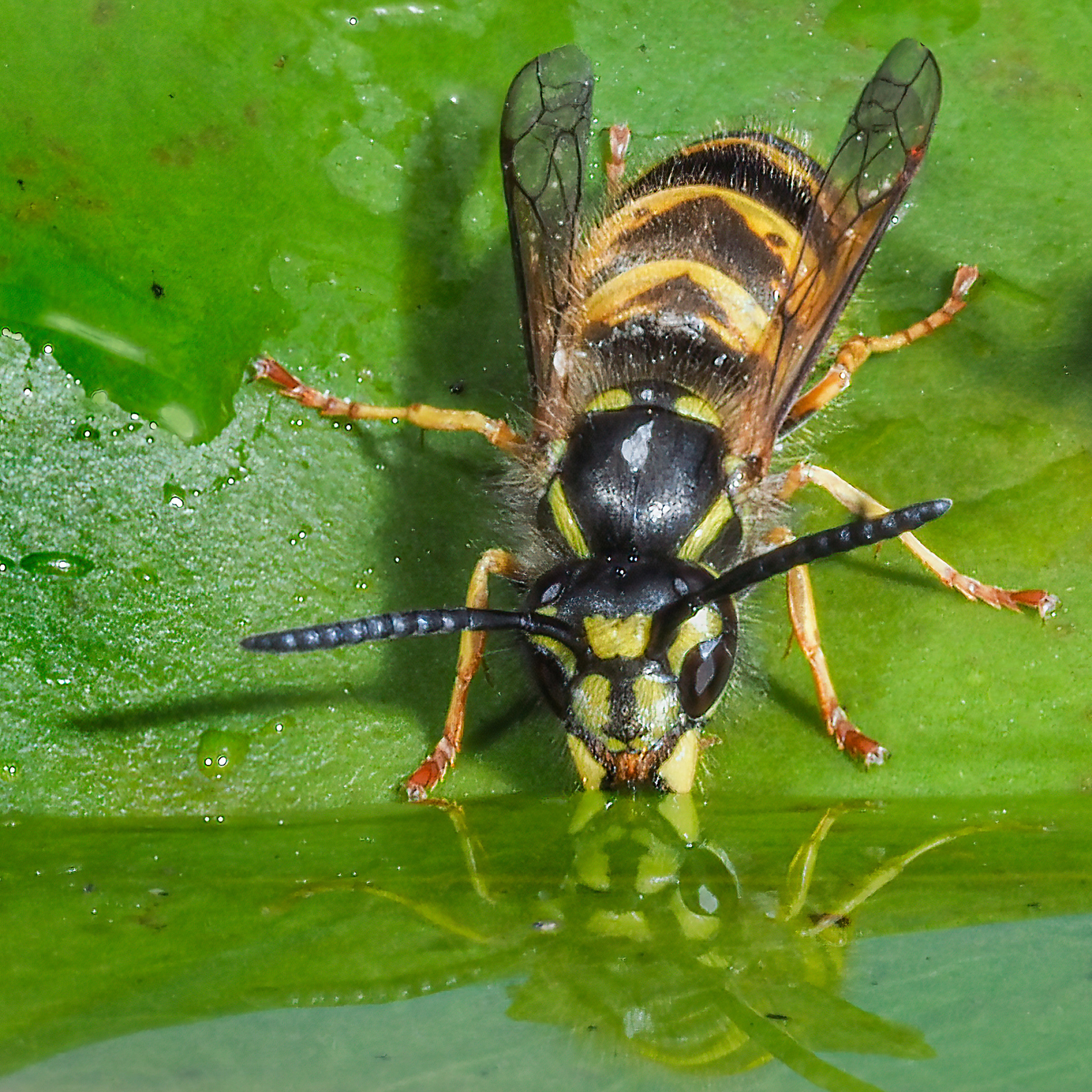 Nahaufnahme einer Wespe, die Wasser von einem grünen Blatt trinkt